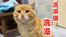 这应该是一只猫洗出来的效果吗？厕所都被你染黑了！