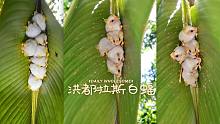 【奶黄猪猪包】洪都拉斯白蝠