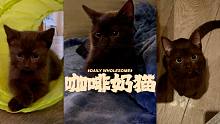 咖啡奶猫