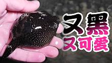 这是我见过最黑的一条狗头鱼！