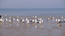 海边沙滩海鸥海鸟成群觅食-实拍视频
