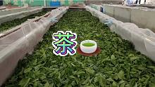 我家乡的茶叶，叔叔一晚就只能炒出几袋茶，绿茶红茶都有