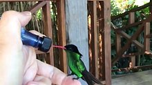 牙买加的国鸟 能和人类这么亲密 好有爱
