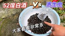 田螺放进52度白酒中，5分钟后会怎样？“寄生虫”立马出来了