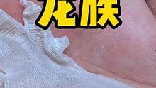 帮助巨大的壁虎蜕皮 #巨人守宫 #frank的私人水族馆 #奇妙的动物 #家有爬宠 #爬宠日常