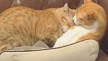 “喜欢黏在一起的猫情侣”