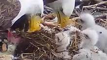 原以为雕爸会喂鱼给它吃，没想到差点被埋掉，三毛好可怜！10号白头鹰育雏新动态#万物皆有灵性 #鸟类 