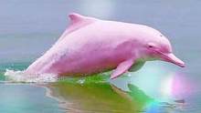 看到粉色海豚，所念皆成真！！！#娱乐评论大赏