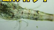 看看海水虾幼体有多小 #中华安乐虾 #frank的私人水族馆 #微观看世界 #微观世界