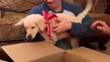 当你收到了这样的礼物，你是不是也和他们一样喜极而涕#养狗 #养狗人 #养狗的乐趣 #家有萌宠 #狗是