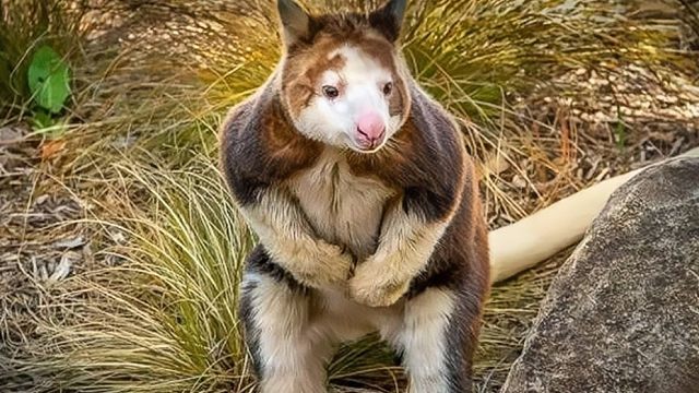 这是啥啊!哈士熊吗?