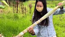 勇闯废弃的院子，发现了心心念念的甘蔗，可是根本啃不动啊！#vlog日常 #打野女王 