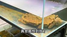 正式给肉盾开缸，它竟然不喜欢搓背...#鳄龟 #水族 