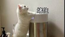 猫：谁说我只能挠空气的！#曼基康矮脚 #萌宠 #记录猫咪日常 #猫咪的迷惑行为 #猫 #家有傻猫