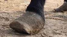 裹脚驴蹄扎长刺真难受，同伴咬伤后背秃噜皮，僵硬驴蹄前后区别大#毛驴修蹄 #愚人节 #热门推荐