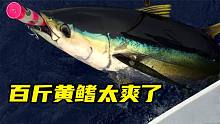男人的极致享受？钓百斤黄鳍，太爽了！