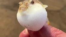 赶海发现呆萌一晃肚子变大的小河豚，还抓到拳头大的猫眼螺