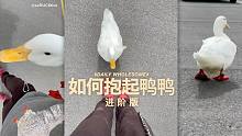 【进阶版】如何抱起一只鸭鸭