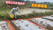 暴雨过后，花生地里到处都是鱼，抄网都用不上直接捡，真的好过瘾