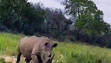 愤怒的犀牛#动物世界 #犀牛 #万物皆有灵性 