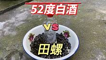 寄生虫见过吗？把52度的白酒倒进田螺中，都不想看到的事情发生了