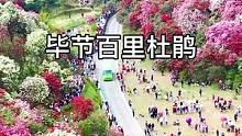 每次进入毕节百里杜鹃花海，都会让我忘记所有的风景！出发前请确认天气和花期。#旅行大玩家 #毕节dou