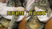 【肥弟】我的救命稻草是一只猫