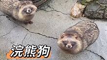 浣熊狗结束冬眠，出来散步了！