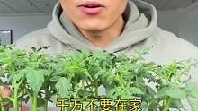 别再种花种草种多肉了，用西红柿苗种西红柿。