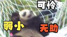 回捕大熊猫现场画面，非常有趣！
