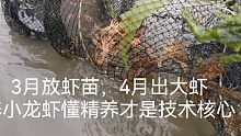 3月放虾苗4月出大虾，小龙虾懂精养是技术核心，精养塘抓虾过瘾