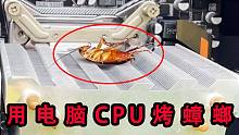 为了测试蟑螂体内的含水量，我居然用电脑CPU把蟑螂烤干了！
