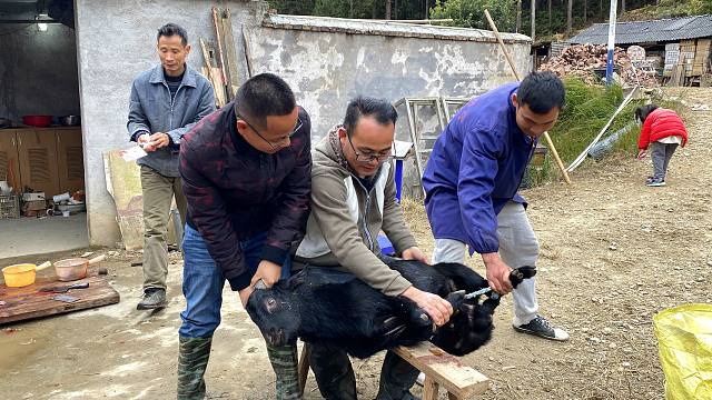 实拍江西农村杀羊,一只60斤的大黑羊3个人才按住,大家一起看看