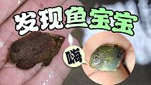 岸边发现了可爱的鱼宝宝！