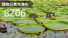 【植物分类与系统发育】BZ06 睡莲目 睡莲科 王莲属