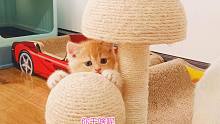 漂亮小奶猫玩心贼大，困了还想玩，主人让它们睡觉立刻都变乖宝宝