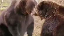 两头棕熊为了食物大打出手#野生动物零距离 #动物世界 #精彩片段 #棕熊 #熊 #神奇动物在抖音 #
