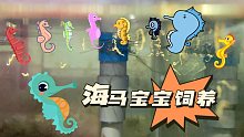 看！它们生了这么多海马宝宝