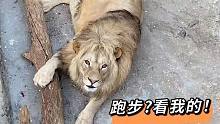 我和狮子“辛巴”一起跑步！