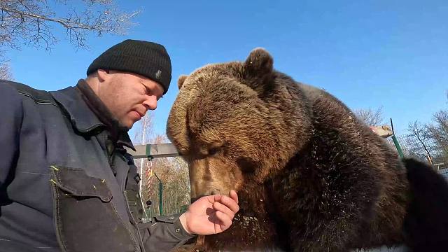 撸熊是什么感觉?俄罗斯人:圆滚滚,胖乎乎,毛绒绒