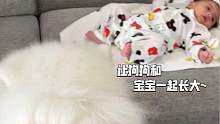 让狗狗和宝宝一起长大~