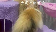 遇到这么主动的猫该怎么办呀？#治愈猫咪 #萌宠 #金白拿破仑 #拿破仑猫 #小短腿