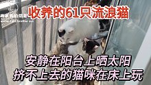 收养的61只流浪猫安静在阳台上晒太阳，挤不上去的猫咪在床上玩