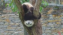 我这只熊猫可是“功夫二代”