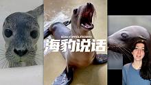 会说人话的海豹