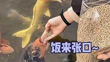 第一次见到喂鱼喂到嘴里的！用来许愿一定很灵！刷到这条锦鲤的人四月好运爆棚！马上解封#锦鲤 #娱乐评论