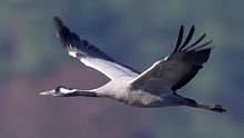 灰鹤慢动作飞行  #探纪自然  #灰鹤