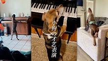 小 狗 の 才 艺 表 演