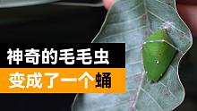 神奇！你见过比手掌还大的飞蛾吗？“羽毛绿毛虫”也变成了蛹