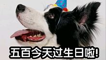 五百过生日啦！去年的今天是它到家的日子…